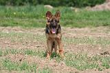 BERGER ALLEMAND 1405